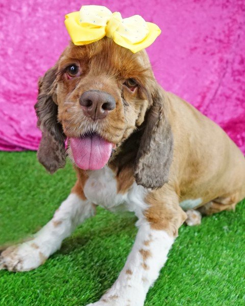 Calypso