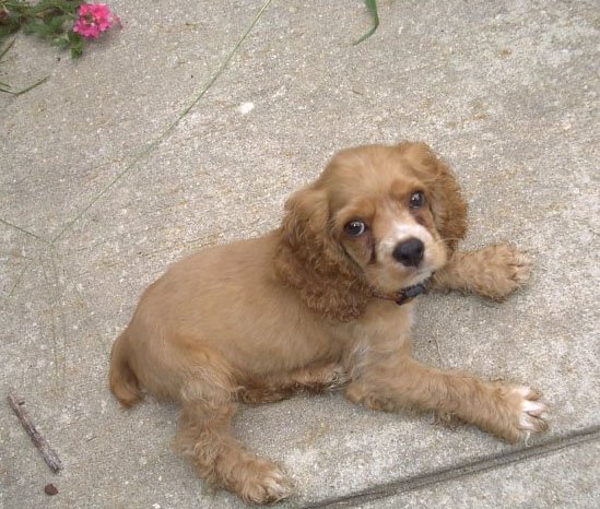 coco baby