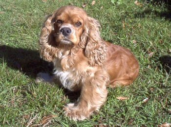 Coco