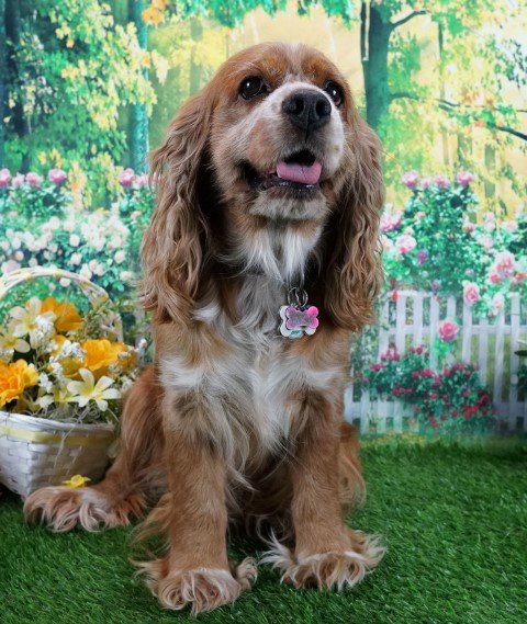 Daisy