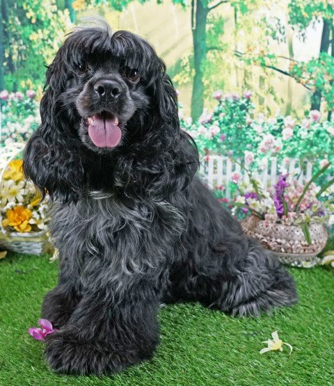 keiki blue roan