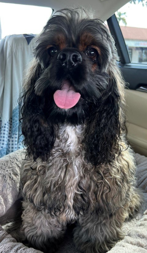 Koda