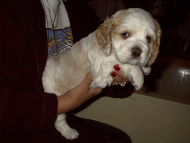 Tiffany pup2