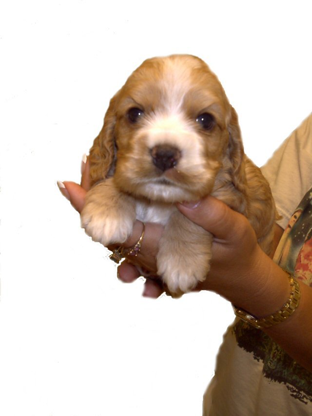 Tiffany pups1