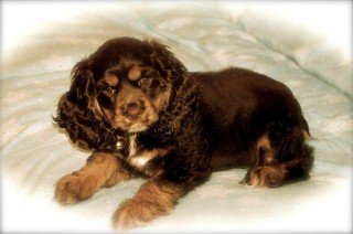 chocolate sable