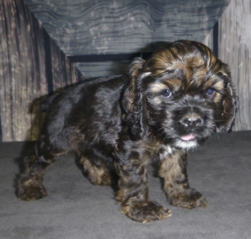 Apollo