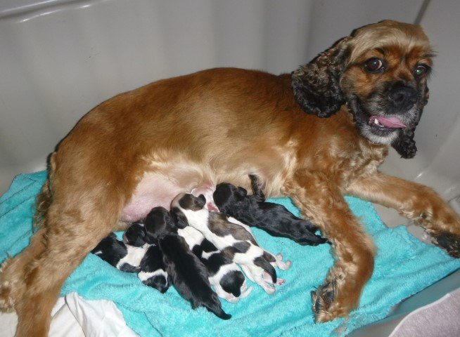 pups