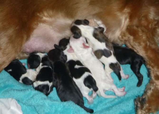 pups