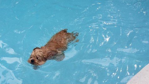 swim