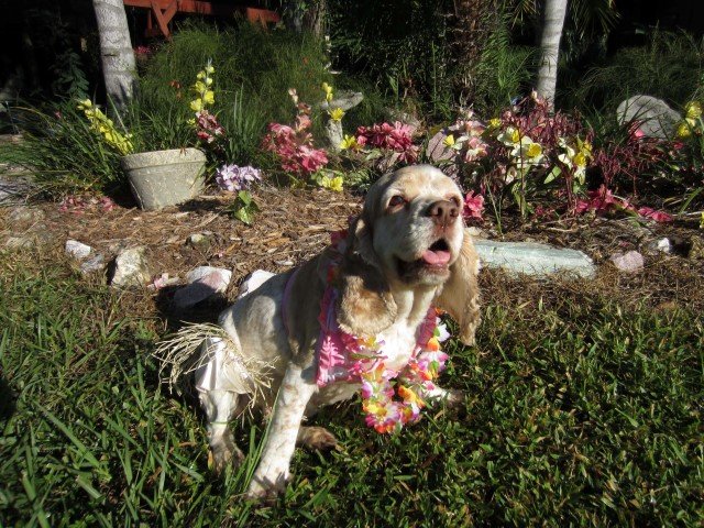 willow